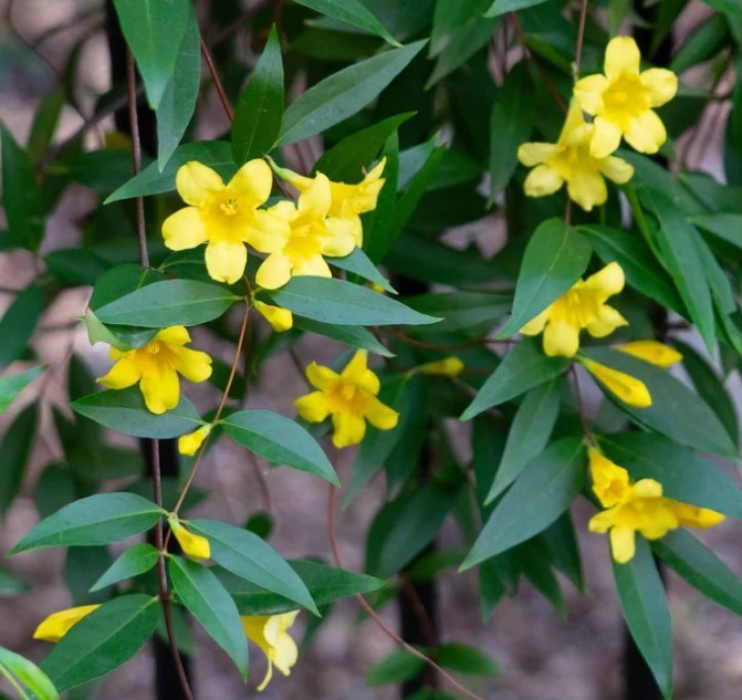 Yellow Jasmine - 25 Seeds - Gelsemium sempervirens | Carolina Jessamine | Flower gallery