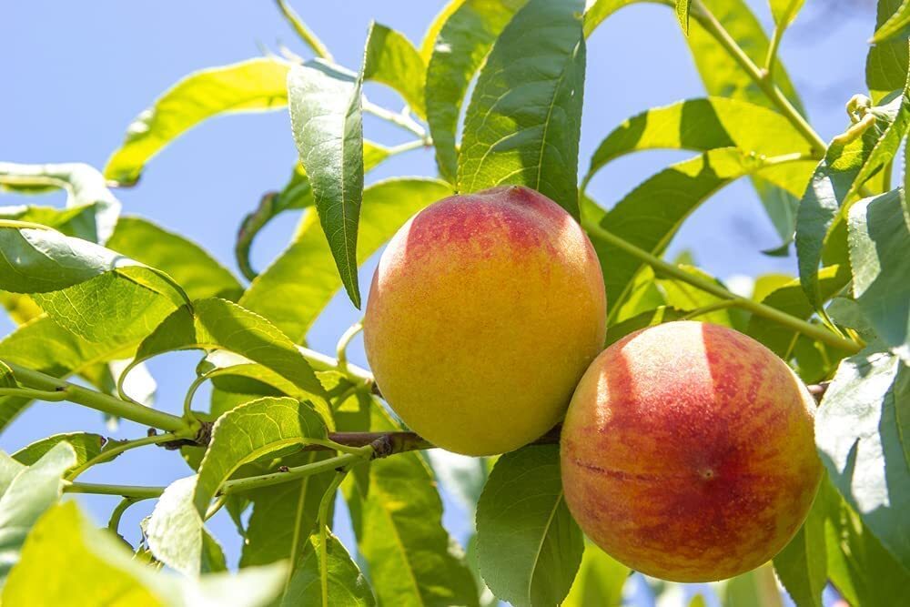 Peach Tree Seeds - Grow Delicious Peaches - Made in USA. Ships from Iowa gallery