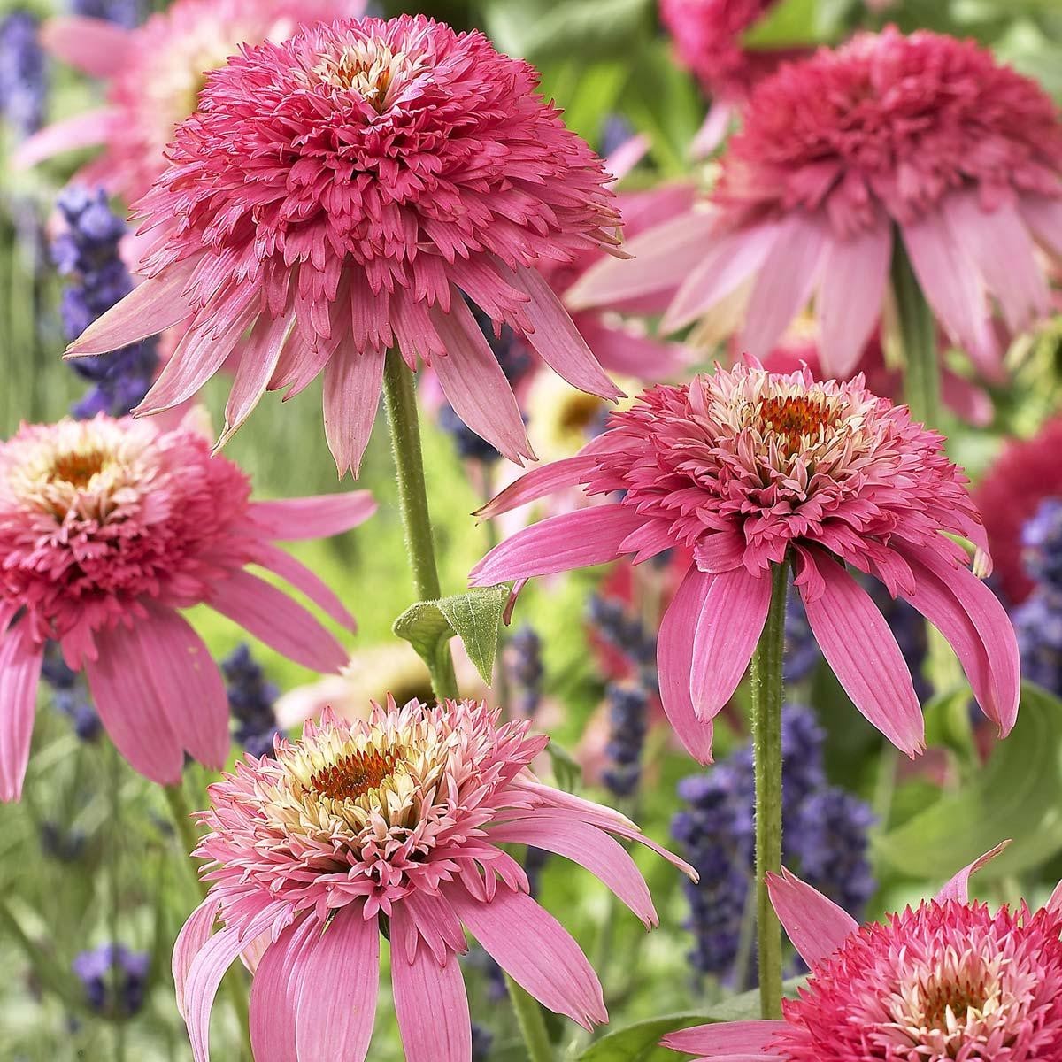 Rare Echinacea: A Delightful Long-lived Coneflower for Pollinators gallery