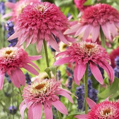 Rare Echinacea: A Delightful Long-lived Coneflower for Pollinators