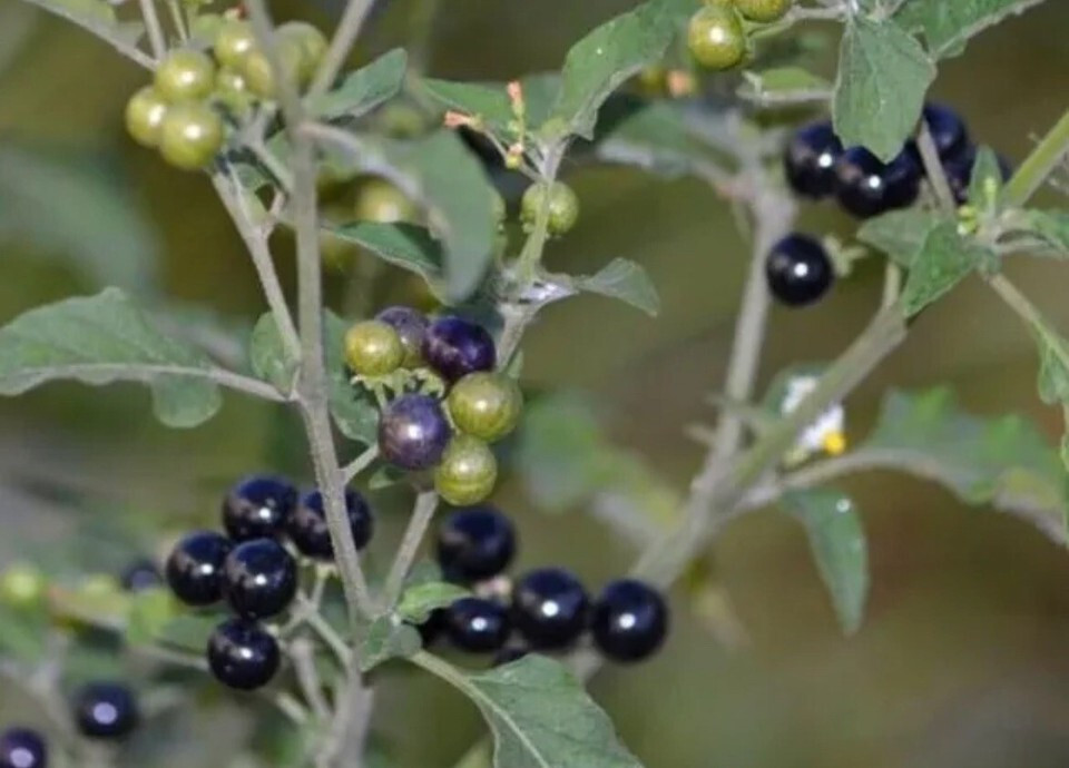 100+PCS Fresh Premium Hierba Mora Macuy Organic(Nightshade) Solanum nigrum Seeds gallery