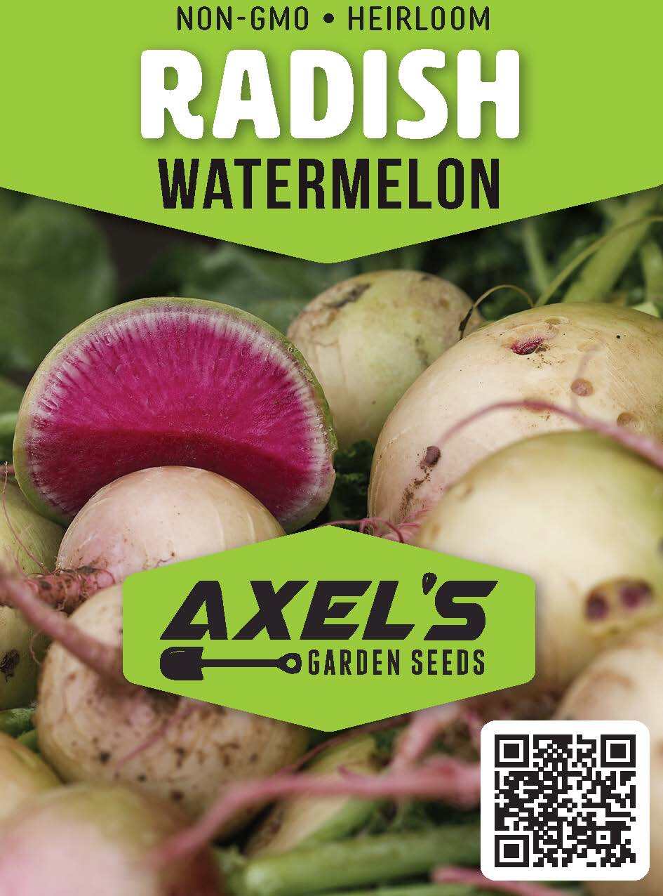 Watermelon Radish Seeds | Non-GMO | Heirloom | Fresh Vegetable Seeds gallery