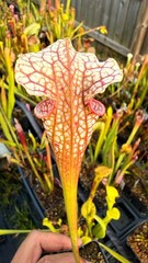 Sarracenia – 🔥🔥Drew McClain x Chalice of Malice🔥🔥