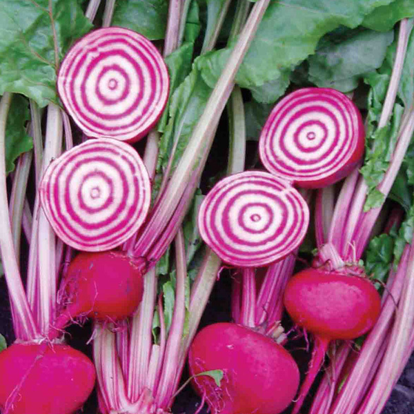 2 grams striped Chioggia Guardsmark Beets ~200 seeds bicolor root