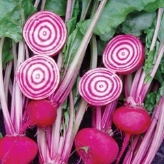 2 grams striped Chioggia Guardsmark Beets ~200 seeds bicolor root