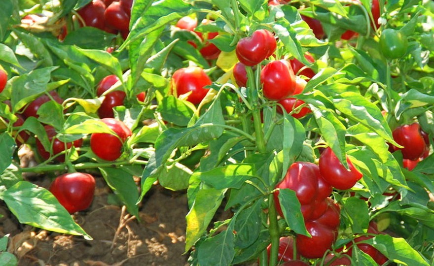 Red Cherry Hot Pepper Seeds, Cherry Bombs, Pimenta, NON-GMO, Heirloom, FREE SHIP gallery