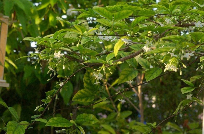 Wrightia religiosa, Water jasmine, Benth, Mok Plant gallery