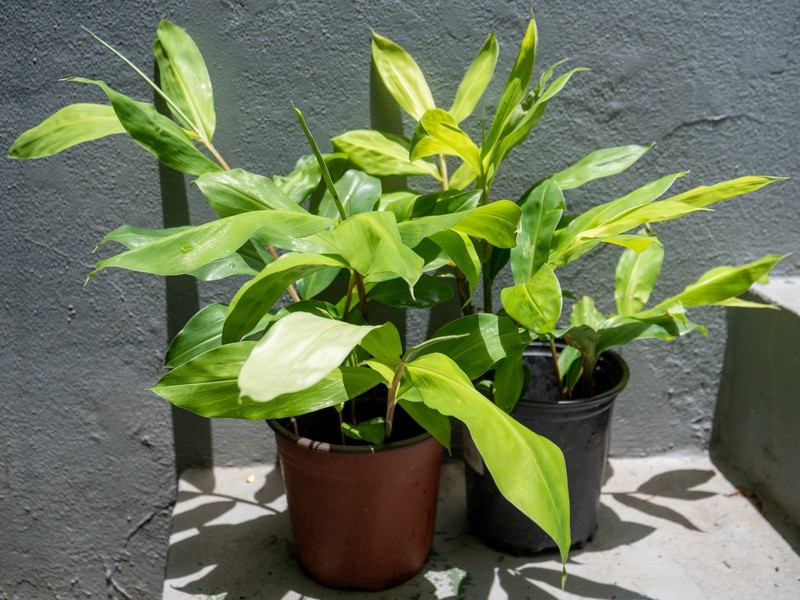 2 Shampoo Ginger Rhizomes (Zingiber Zerumbet) Awapuhi Kuahiwi for planting gallery