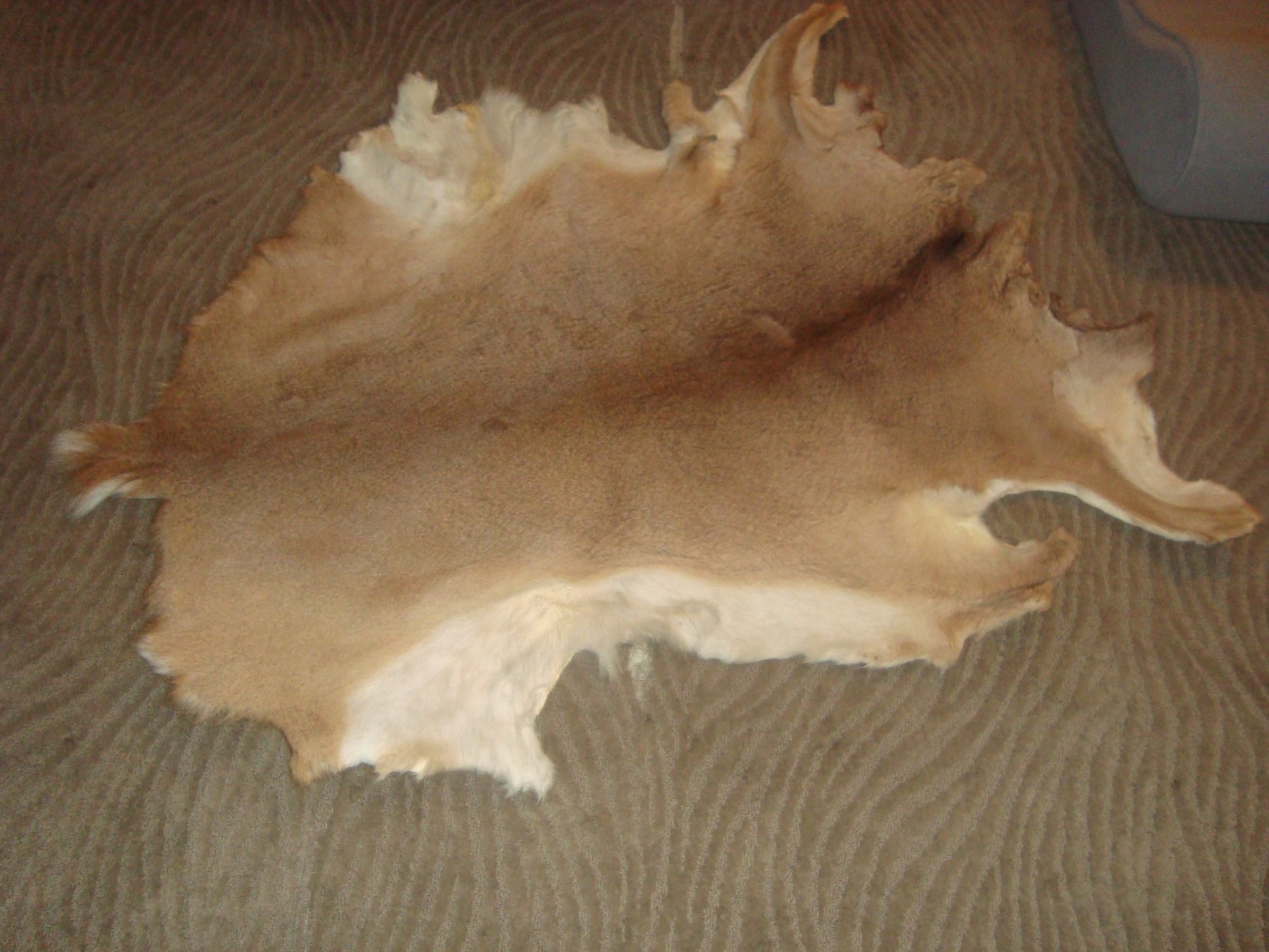 Medium size. White Tail Deer Hide Rug Deer Skin Deer Decor Animals Mat gallery