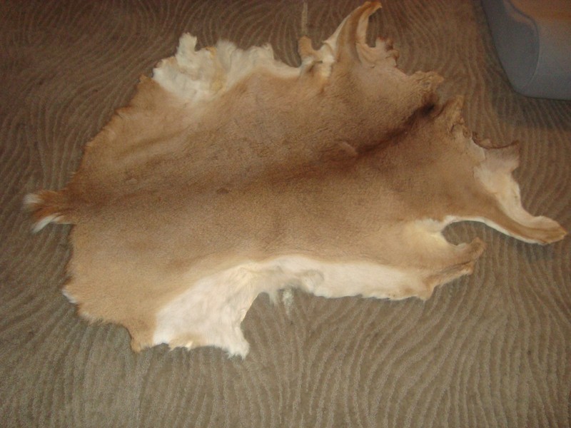 Medium size. White Tail Deer Hide Rug Deer Skin Deer Decor Animals Mat gallery