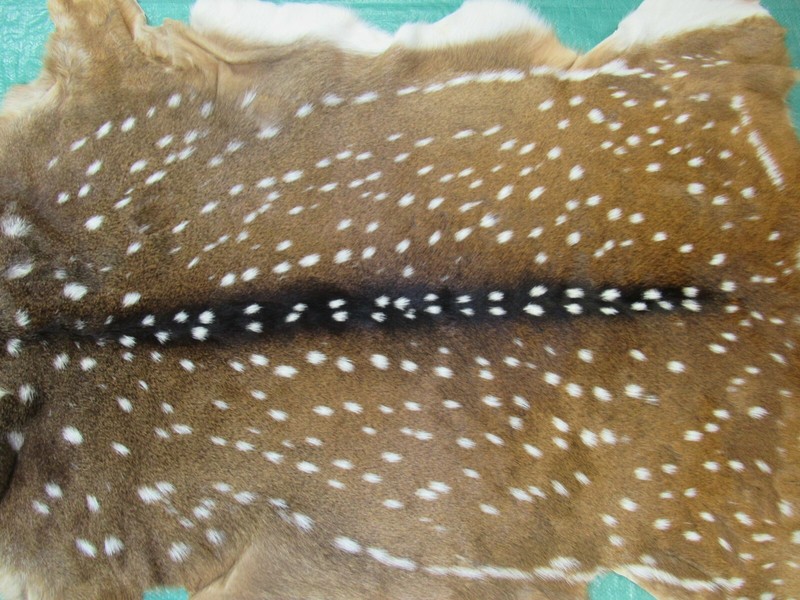 Axis Deer Skin Hide Average Size: 37" X 30" Top Grade Axis Deer Hide Top Grade gallery