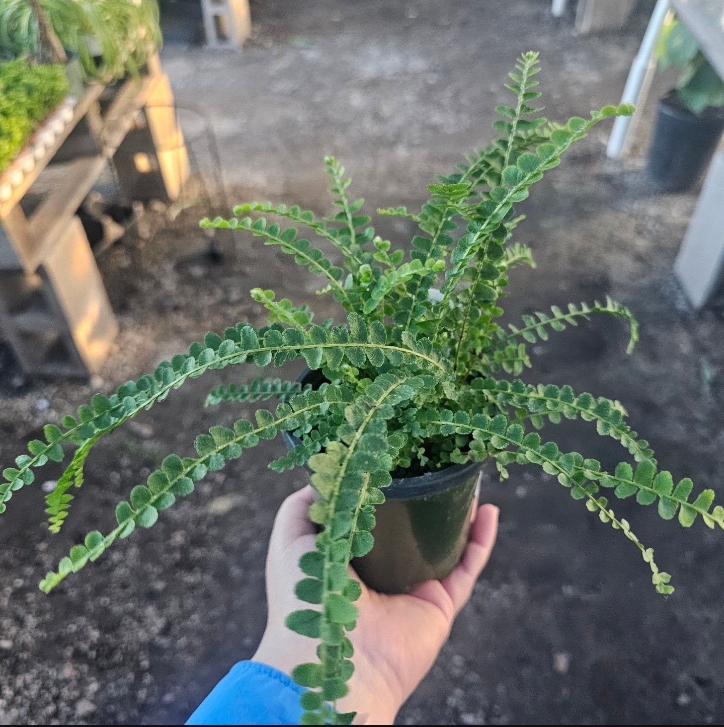 Lemon button fern | Nephrolepis cordifolia "Duffii"| 4in pot gallery