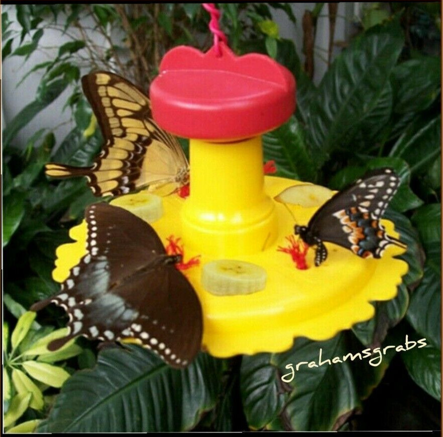 SONGBIRD ESSENTIALS BEST BUTTERFLY FEEDER SE78200 ATTRACT BUTTERFLIES FREE SHIP gallery