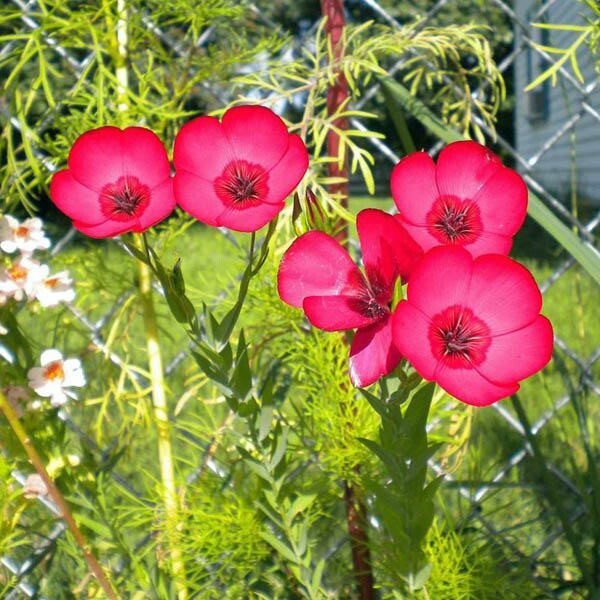 Linum Grandiflorum Rubrum 1 Gram (Approx. 275) Seeds, Scarlet Flax Flowers gallery