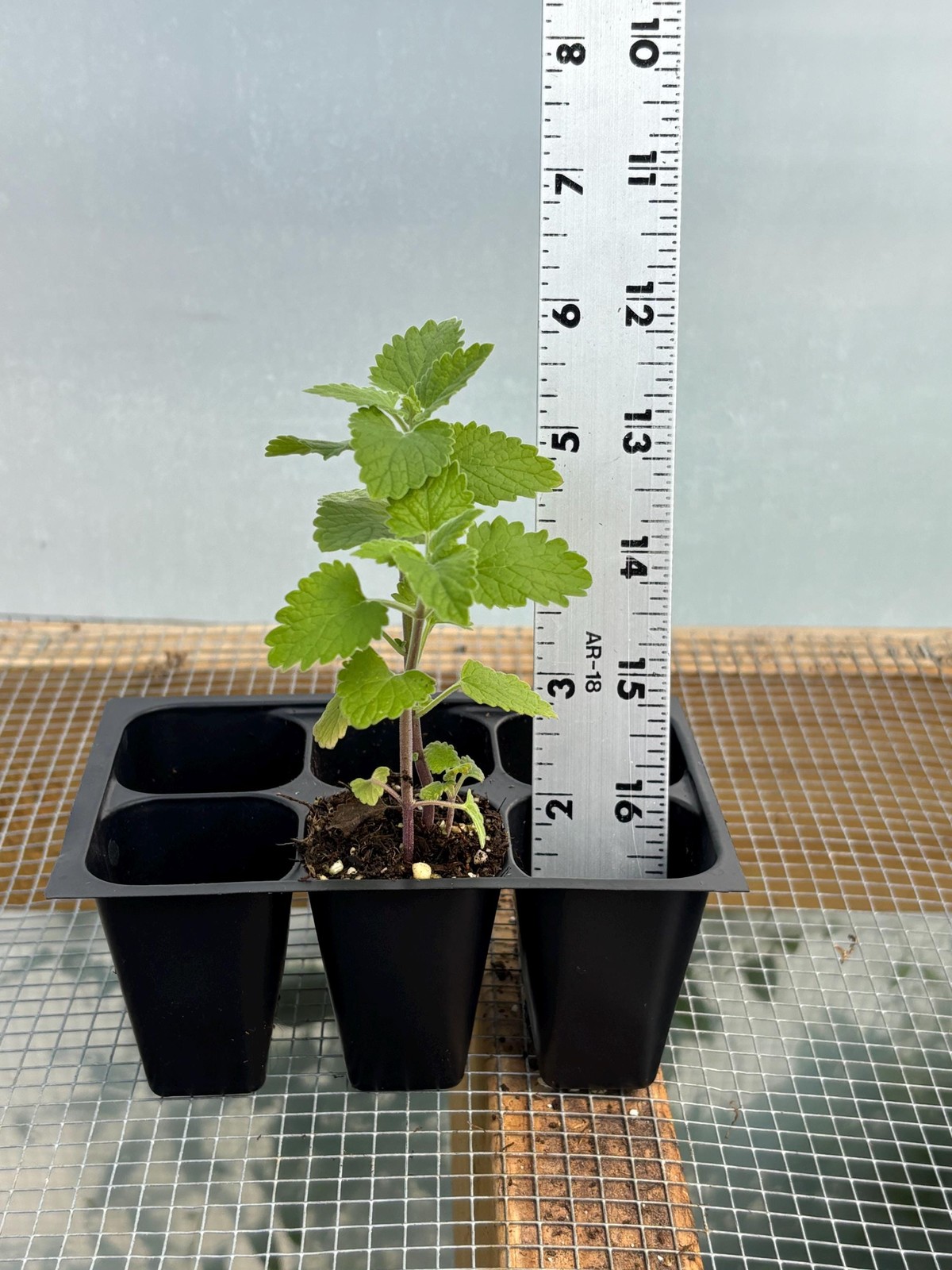 Catnip Live Plant - Seedlings/Plugs and Plants - 3"- 12" tall - 30-60+ days gallery