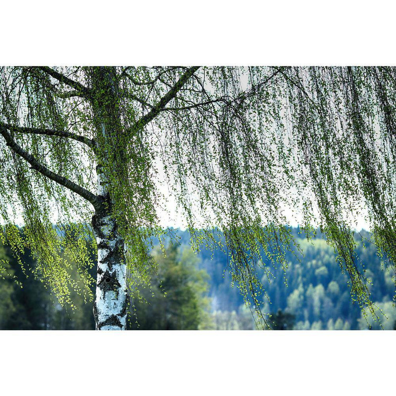 Weeping White Birch Tree Bare Root gallery