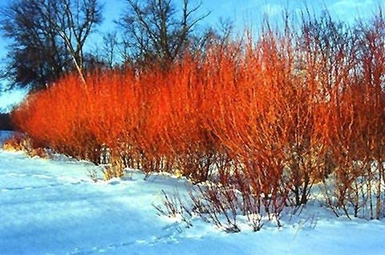 One Flame Willow Tree - Vibrant Orange and Red Colored Bark - Unique and Rare Ex gallery