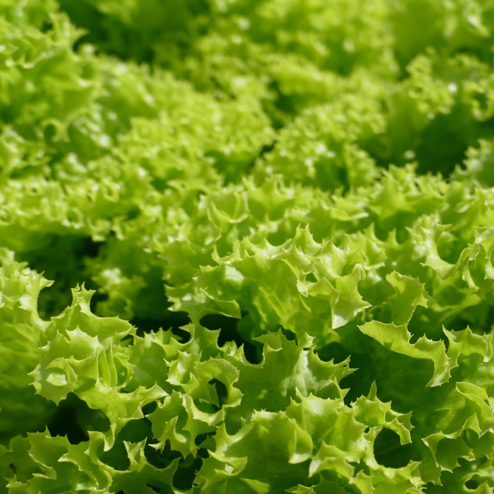 Endive Seeds, Curled Ruffec, Non-GMO, Heirloom, Fast Growing, Free Shipping gallery
