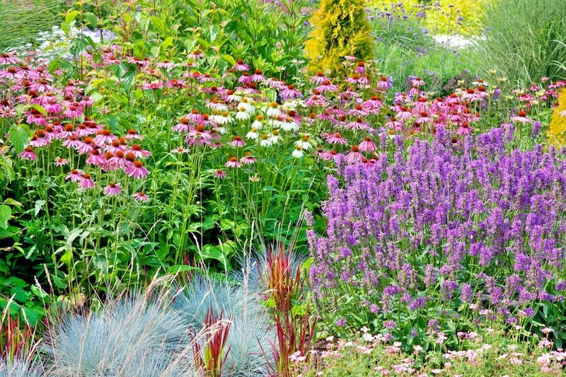 2000+NATIVE PERENNIAL WILDFLOWER Mix Seeds 17 Varieties Pollinators Cut Flowers gallery
