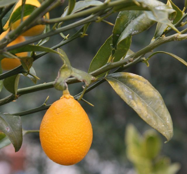 Citrus - Citrofortunella THOMASVILLE CITRANGEQUAT - COLD HARDY Tree SEEDS! gallery