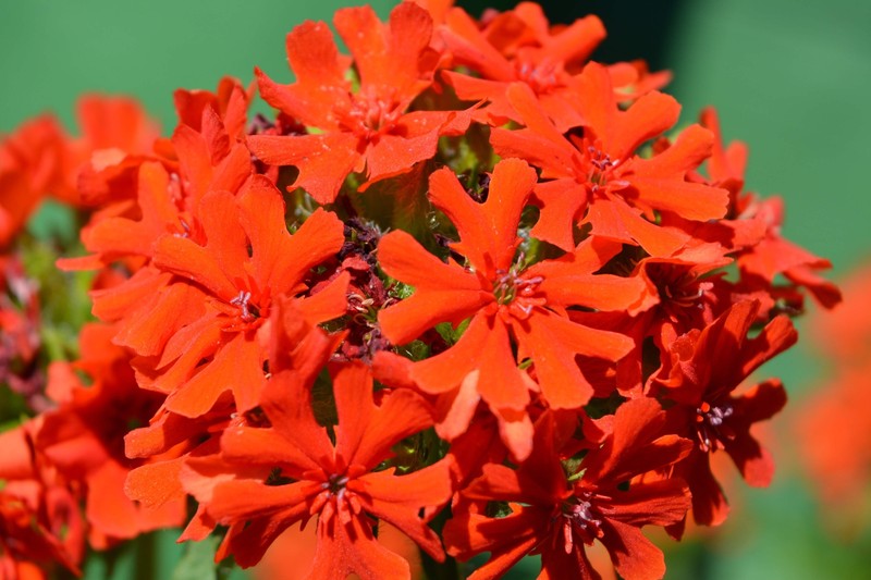 70 RED LYCHNIS Chalcedonica / Rose Campion / Catchfly Flower Seeds *Flat S/H gallery