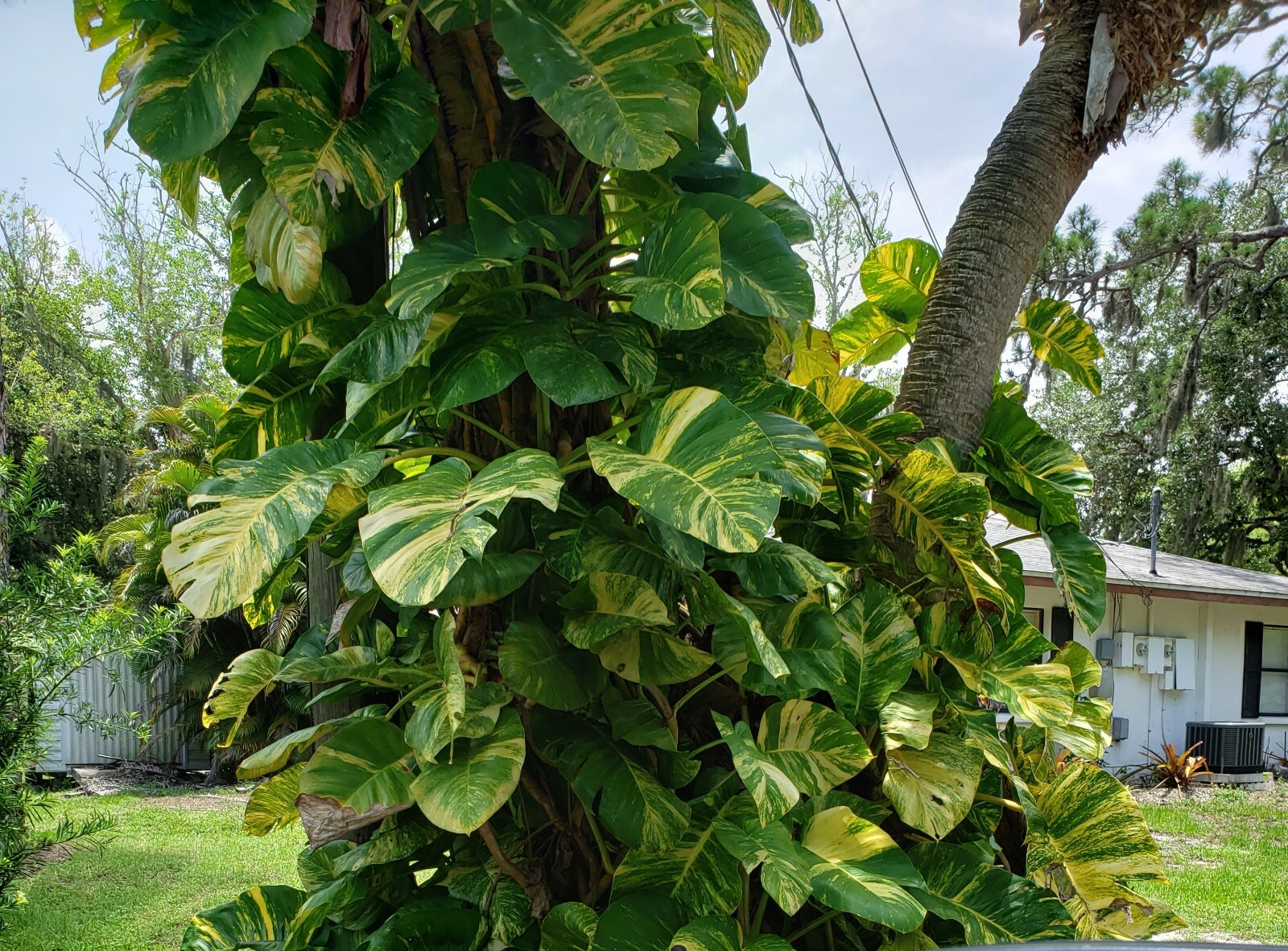 GIANT Variegated Golden Pothos Climbing hawaiian 3 node rooted cutting gallery