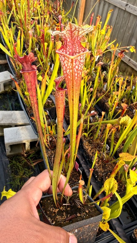 Sarracenia - 🔥🔥Drew McClain x Chalice of Malice🔥🔥 gallery