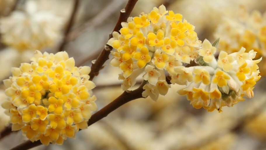 Edgeworthia chrysantha | Oriental Paperbush | Mitsumata | 50_Seeds gallery