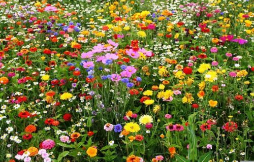 Wildflower Mix CUT FLOWERS Beautiful Blooms Heirloom USA Non-GMO 500+ Seeds! gallery