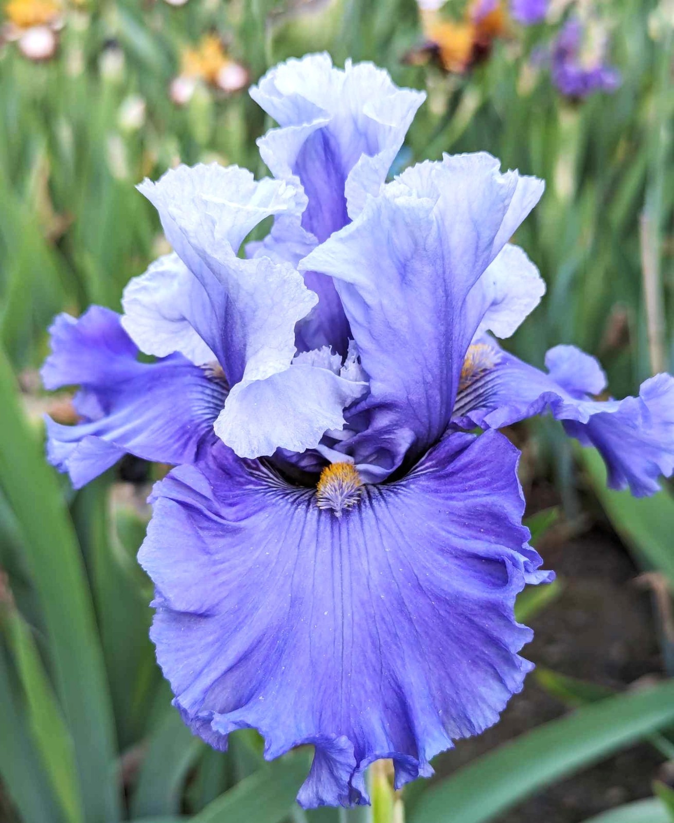'Major Issue' ﻿ Tall Bearded Iris Rhizome PRE-SALE to Ship Aug/Sept gallery