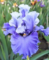 ‘Major Issue’ ﻿ Tall Bearded Iris Rhizome PRE-SALE to Ship Aug/Sept
