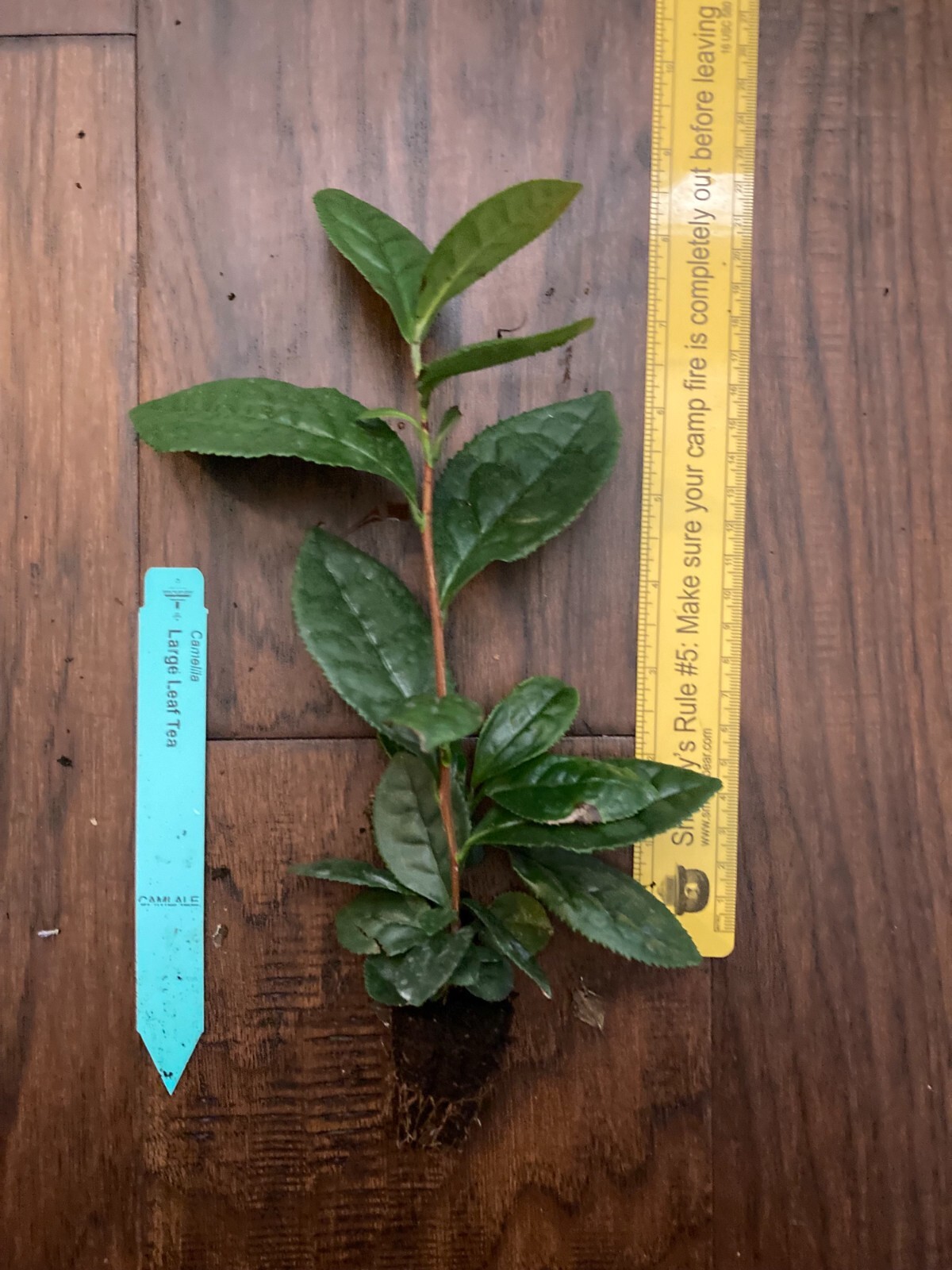 Camellia sinensis - 1 TC Plant Plug Tree - 2-6 inches - Tea Leaf!!! gallery