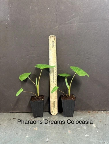 Pharaoh’s Dream- Colocasia esculenta- Elephant Ear - SMALL ROOTED STARTER Plant gallery
