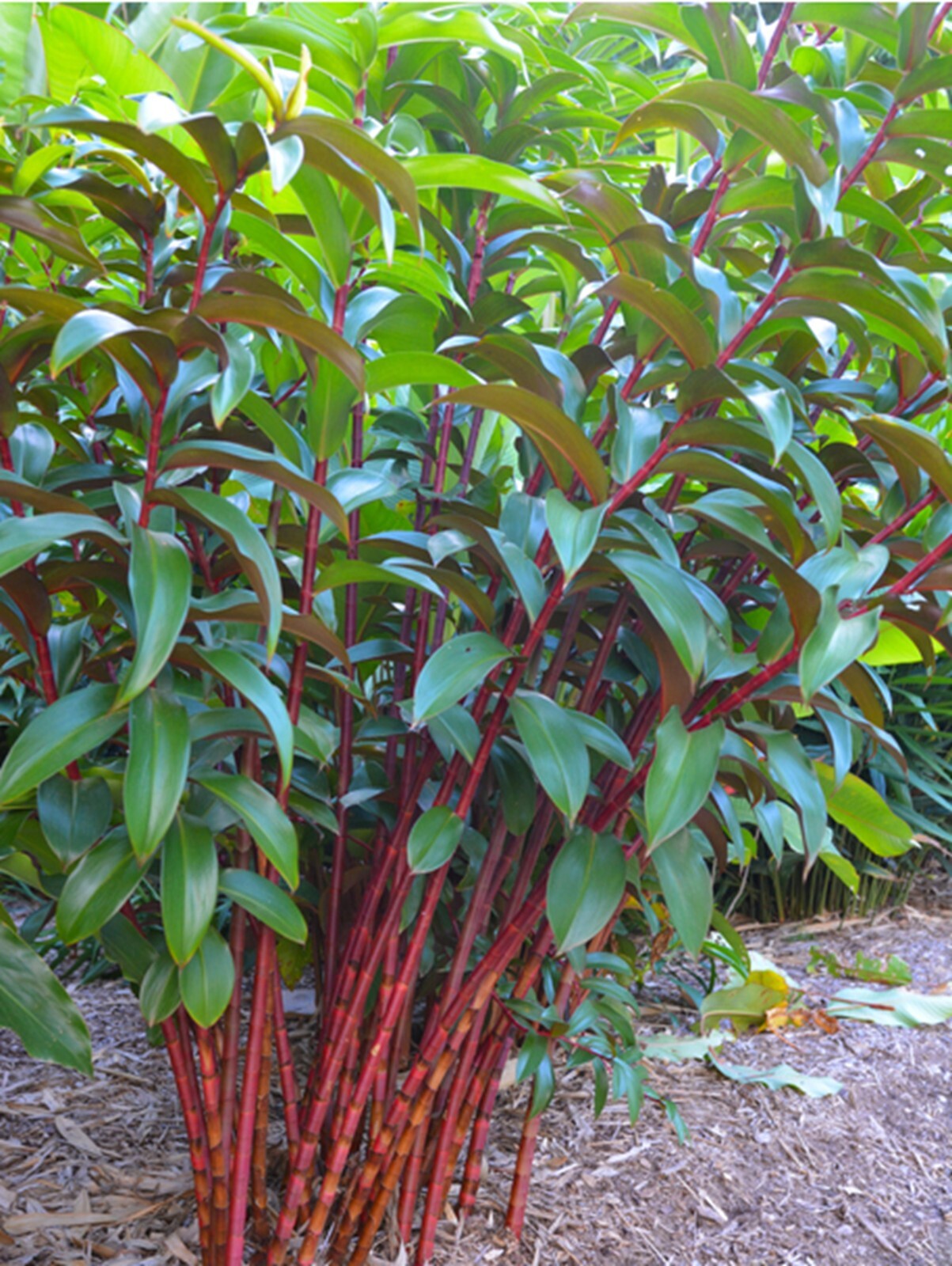 100 Red Stem Bamboo Seeds Perennial Seed Ornamental Privacy Shoot US SELLER gallery