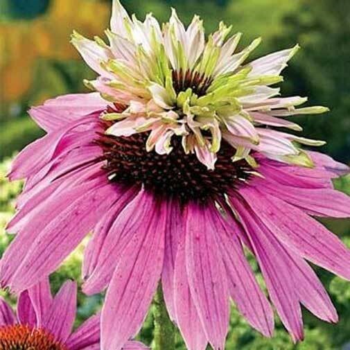 Echinacea purpurea Doubledecker| Doppelganger| 10_Seeds gallery
