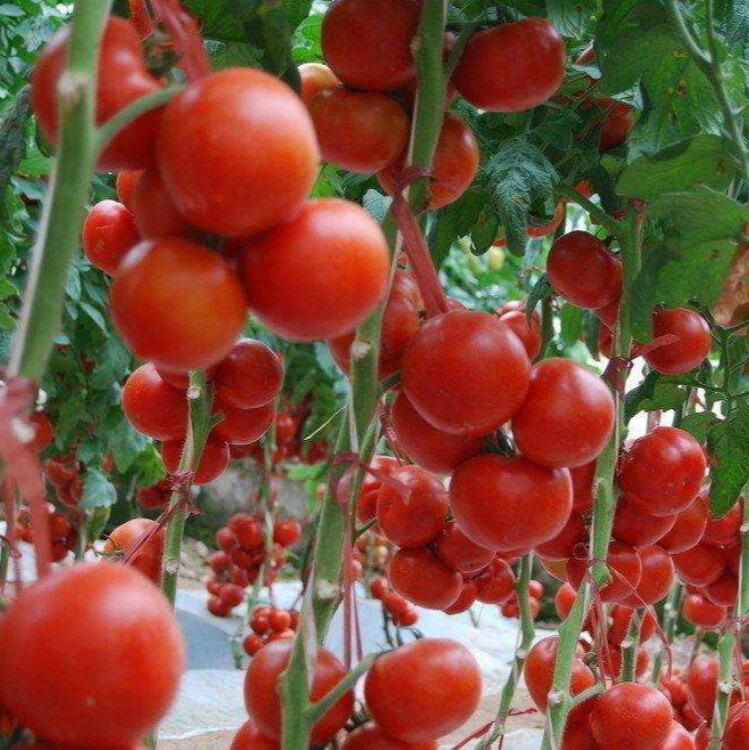 Seeds Tomato Tree Vegatable High Yield 30 kg Bush NON-GMO Organic Heirloom gallery