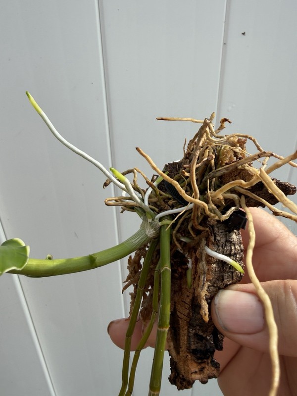 Dendrobium Aphyllum VARIEGATED Orchid Plant Cute Mounted gallery