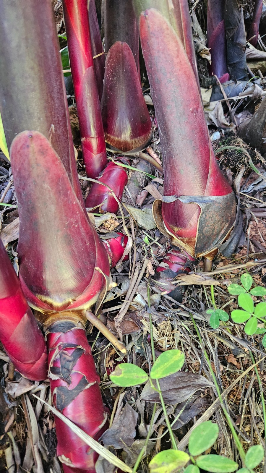 1 Fresh Red torch ginger rhizomes, Etlingera elatior exotic Flower gallery