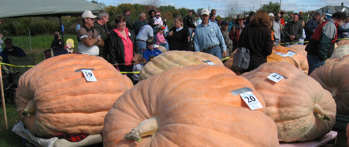 10 DILL'S ATLANTIC GIANT Record Breaker PUMPKIN SEED - THESE ARE THE BIG ONES!!! gallery