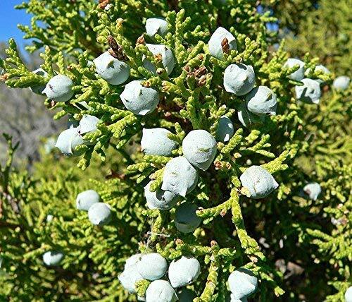 Eastern Red cedar, Juniperus virginiana, Tree Seeds (Hardy Fragrant Evergreen) ( gallery