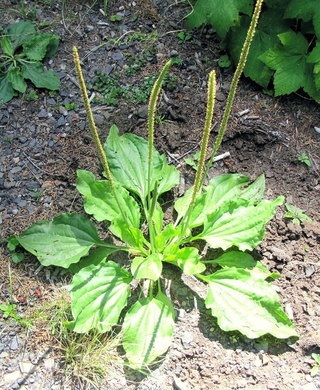 Broadleaf Plantain organic medicinal plant YANTEN Plantago major herb 100 seeds gallery