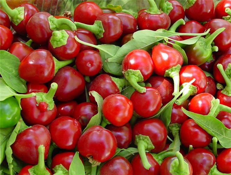 Red Cherry Hot Pepper Seeds, Cherry Bombs, Pimenta, NON-GMO, Heirloom, FREE SHIP gallery