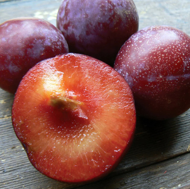 Santa Rosa Plum Tree - 2-3ft - 3Gallon - Prunus salicina - Sweet Juicy Plum Tree gallery