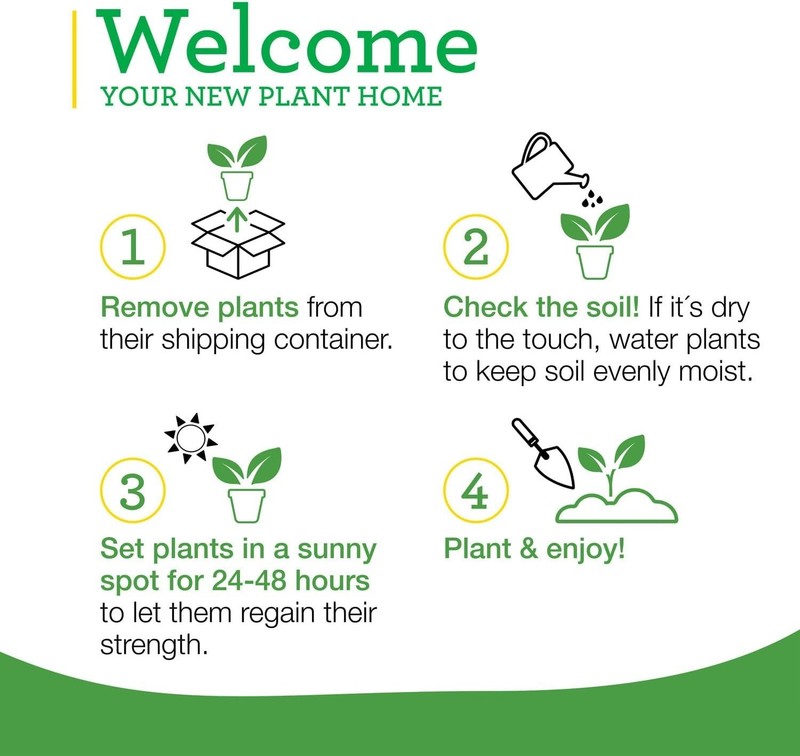 German Thyme Live Herb Plants - 4 Pack, Perennial in Zones 5 to 9, in Bouquet Ga gallery