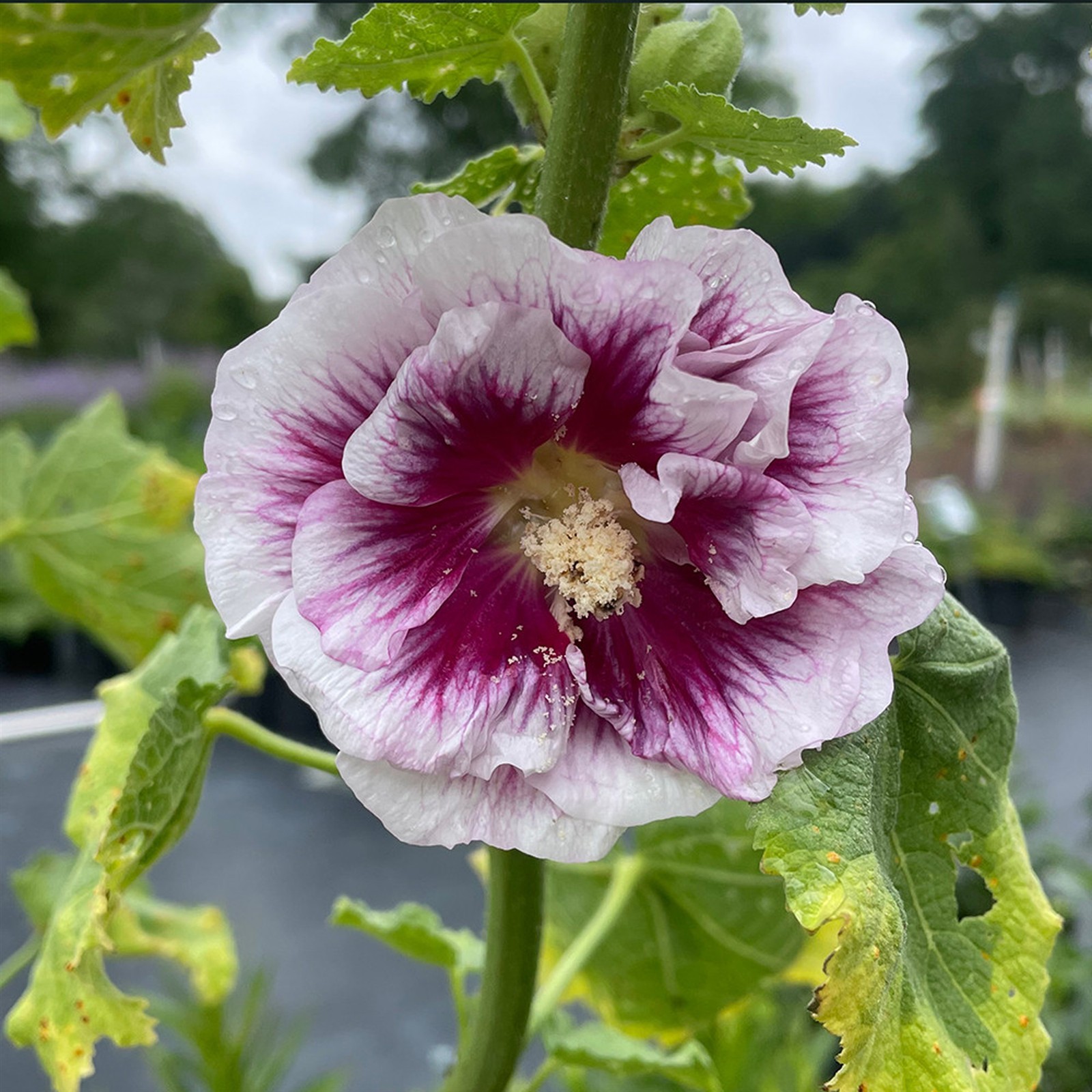 Alcea rosea Creme do Cassis gallery