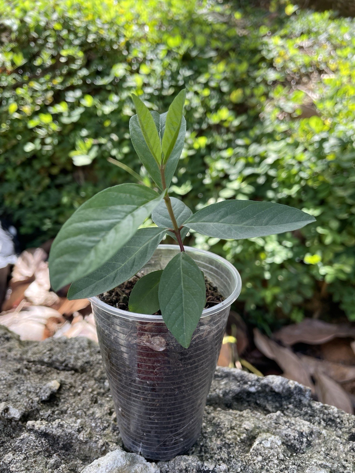 Tropical Guava Tree – Yellow Skin, Pink Inside – 4-6” Seedling – Psidium Guajava gallery