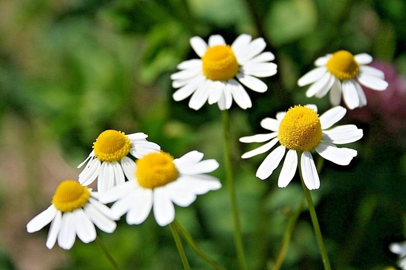 2000+Common German CHAMOMILE Flower Seeds Organic Herb Tea Garden Container Easy gallery