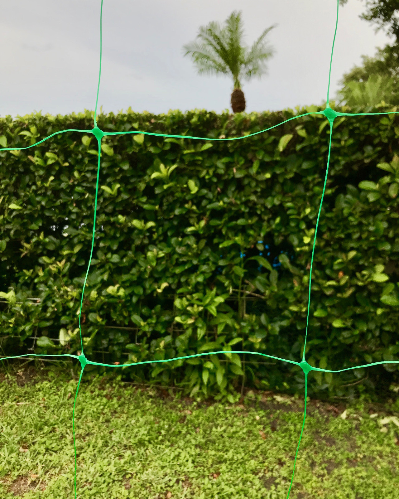 Green Plastic Trellis Netting for Climbing Plants - COMMERCIAL GRADE Trellis Net gallery