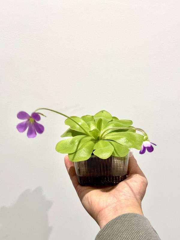 Carnivorous Plants Starter Pack (2) - Pinguicula and Cape Sundew Easy to Grow! gallery