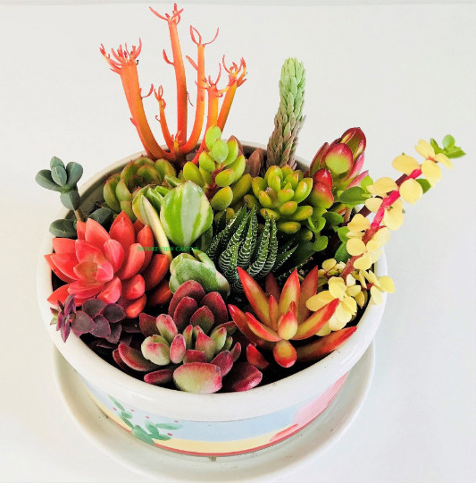 10 Assorted Succulent Cuttings Clippings for Dish Garden Terrariums Mini Fairy gallery